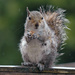 Soggy squirrel  by blightygal