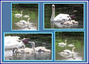 16th Jun 2016 - Swan family on Rishton canal.