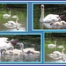 Swan family on Rishton canal. by grace55