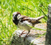 15th Jun 2016 - Resting Sparrow