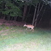 Deer whisperer! by homeschoolmom