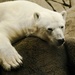 Polar Bear by bizziebeeme