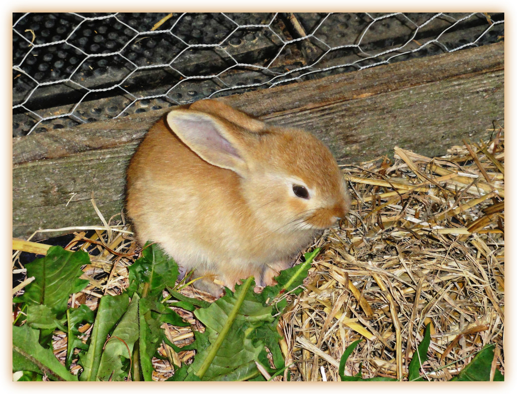 Baby bunny rabbit  by beryl