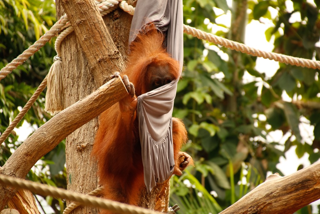 Such fun in the Orangutan House  by bizziebeeme