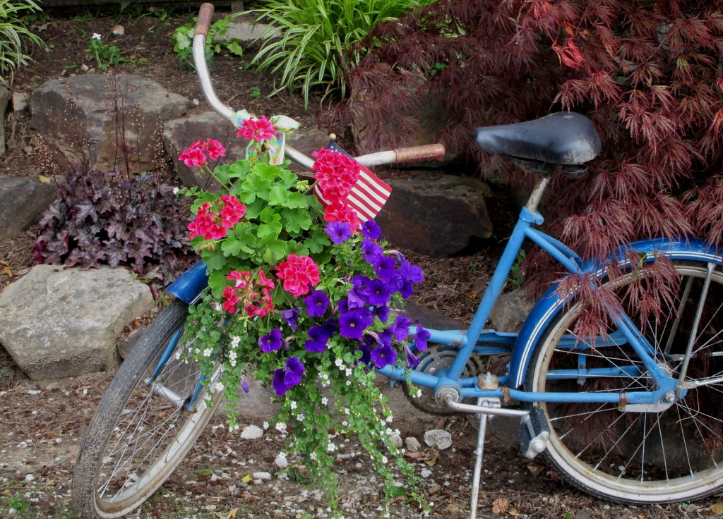 Red, white and blue bike by tunia