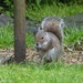 Cheeky Squirrel by susiemc