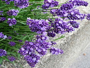 15th Jun 2016 - L is for lavender