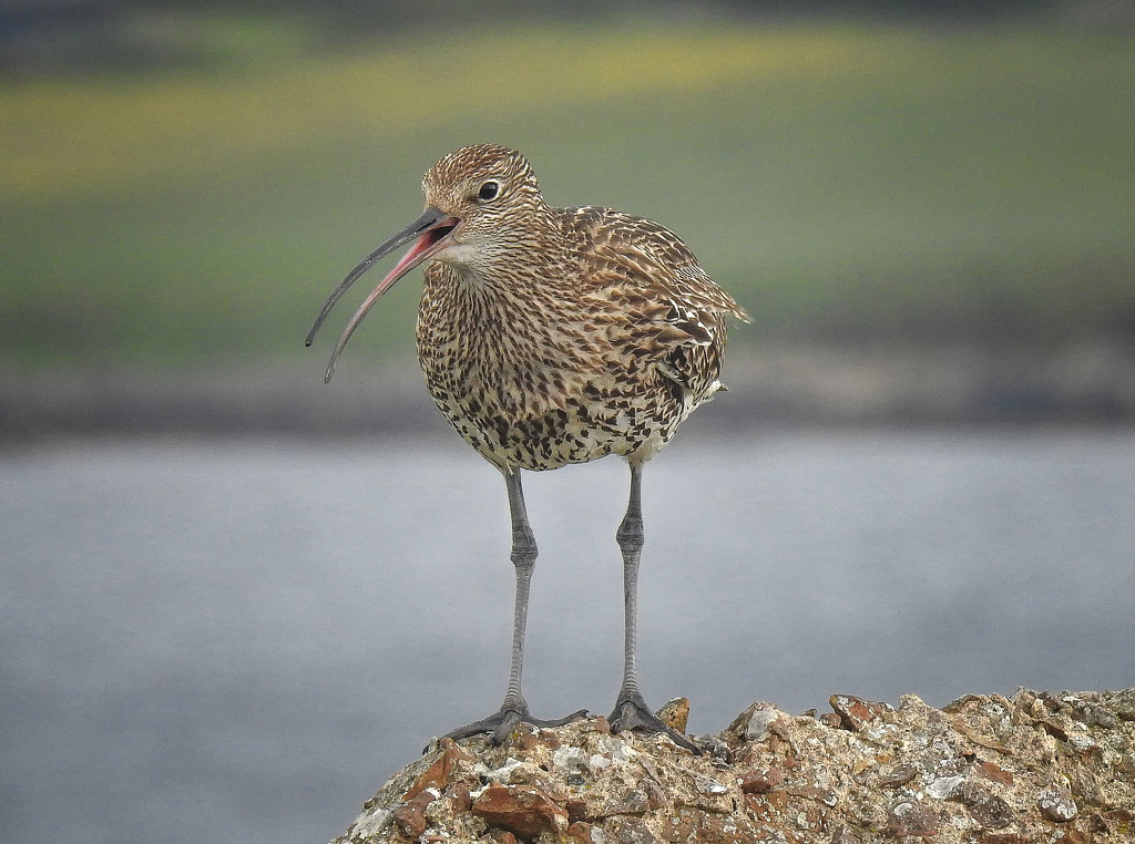 Noisy curlew by inthecloud5