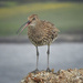Noisy curlew by inthecloud5
