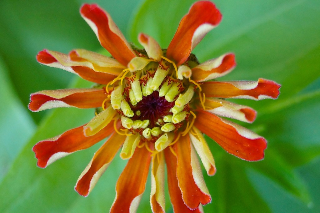 Flower Detail by meotzi