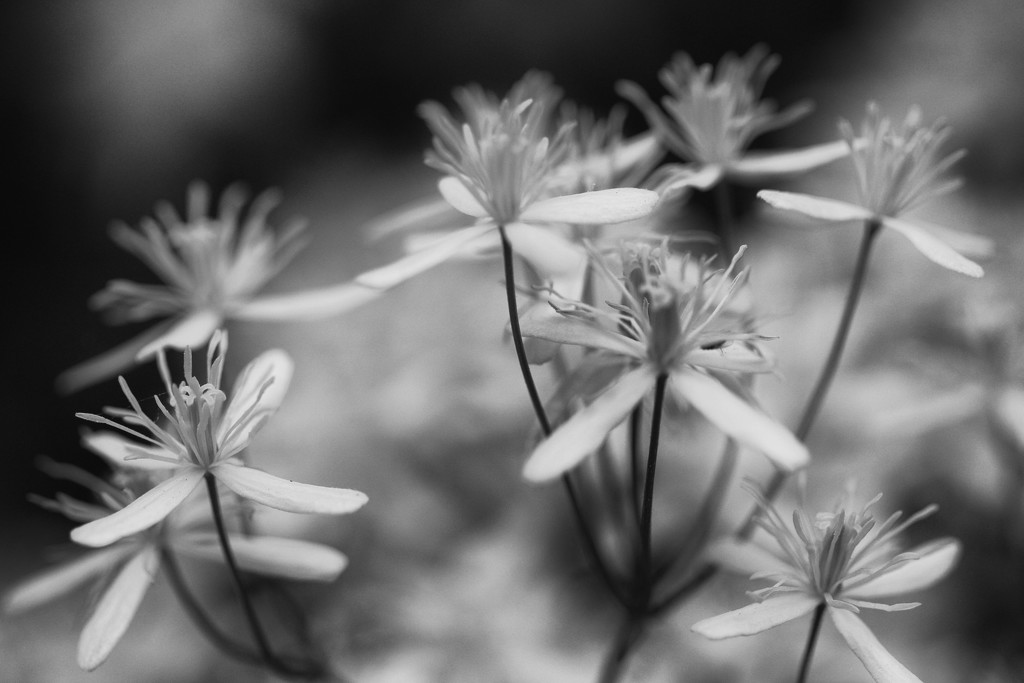 Black and White Blooms by mzzhope