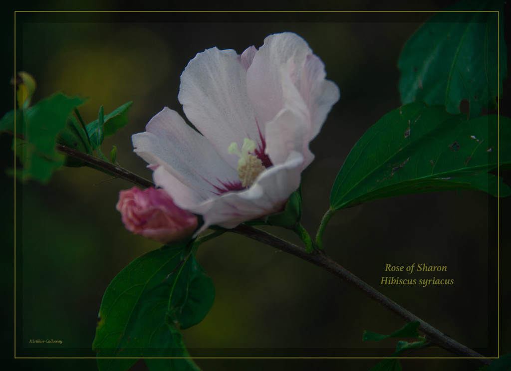 Rose of Sharon by randystreat