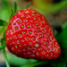 Strawberries by dianen