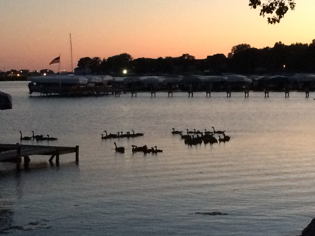Geese on Clear Lake by bjchipman