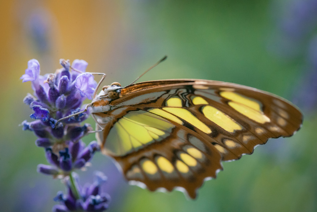 Among Butterflies by tina_mac