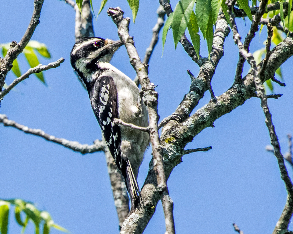 Hairy Woodpecker by rminer