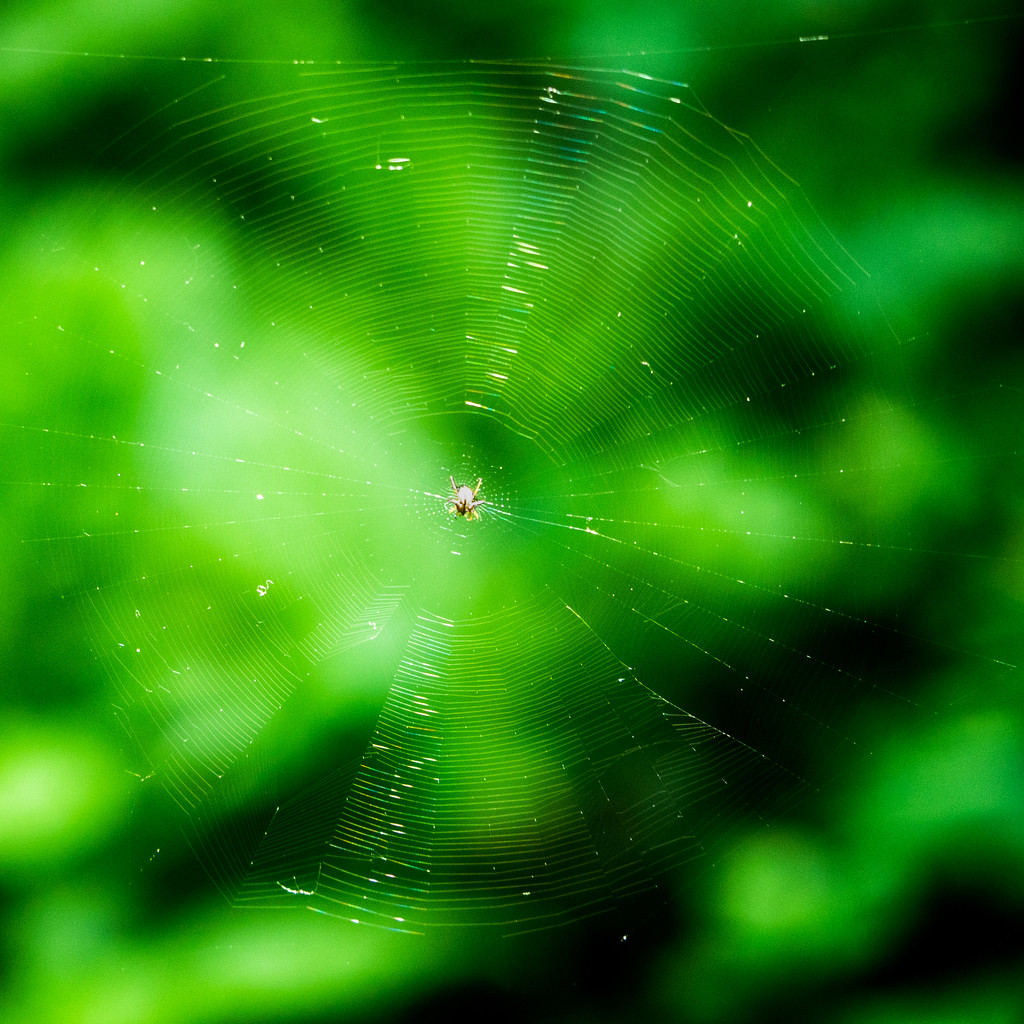 Spiderweb by rminer
