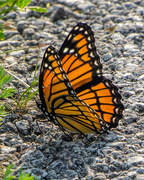 13th Jun 2016 - Viceroy Butterfly