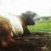 Hobby cow by mastermek