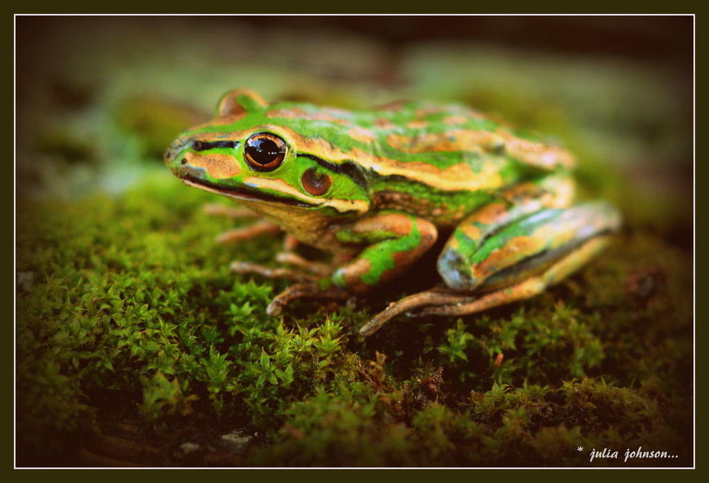 Kermit the Rescue Frog... by julzmaioro