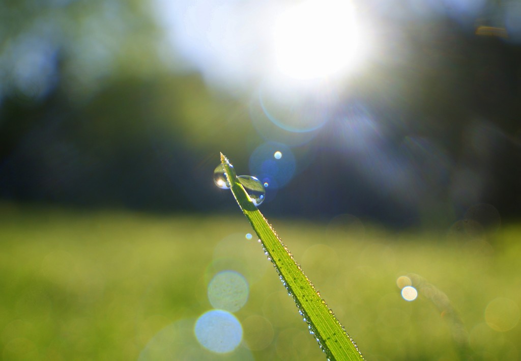 Dewdrop on grass stem and sunbeams on bokeh...! by filsie65