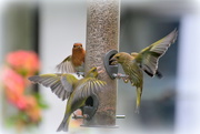 16th Jun 2016 - What a squabble at the feeder