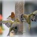 What a squabble at the feeder by rosiekind