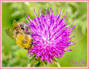 16th Jun 2016 - Bee And Thistle