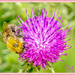 Bee And Thistle by carolmw