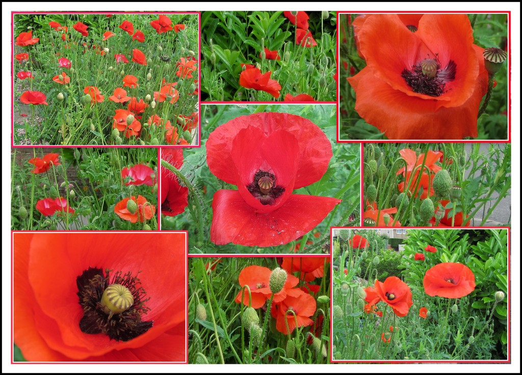 Red Poppies. by grace55