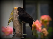 16th Jun 2016 - Even Mr Blackbird has got in on the act