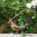 Lady Cardinal by gardencat