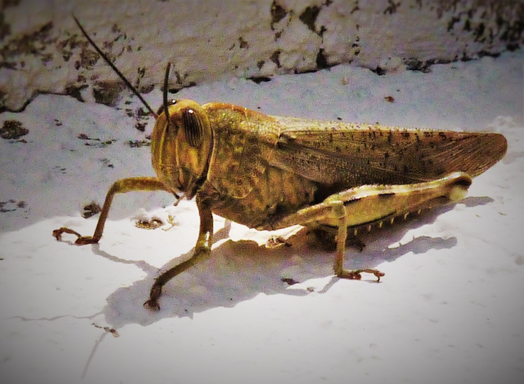 Grasshopper by rubyshepherd