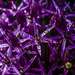 Allium Flowers by tonygig