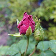 16th Jun 2016 - rosebuds after rain
