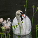 Swan Family by rminer