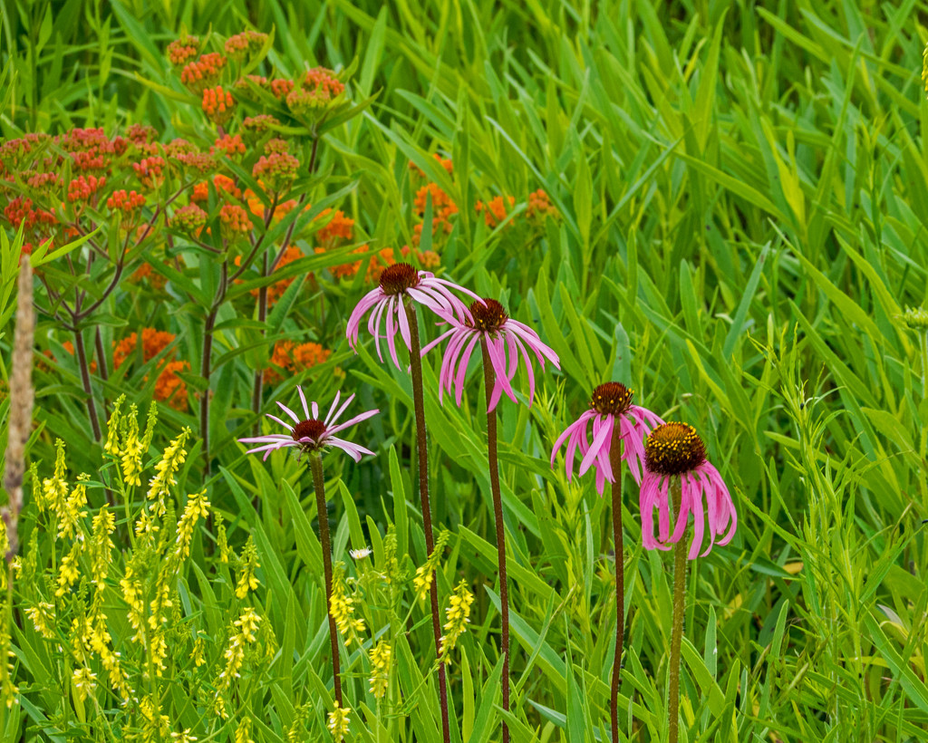 Coneflower by rminer