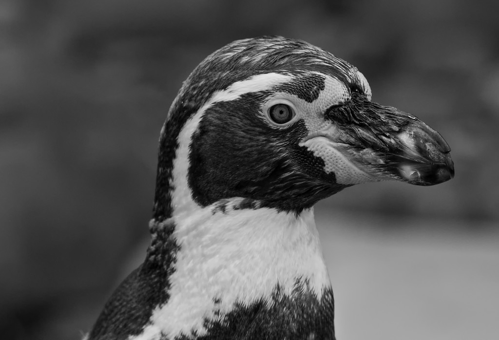 Humboldt Penguin Profile by phil_howcroft