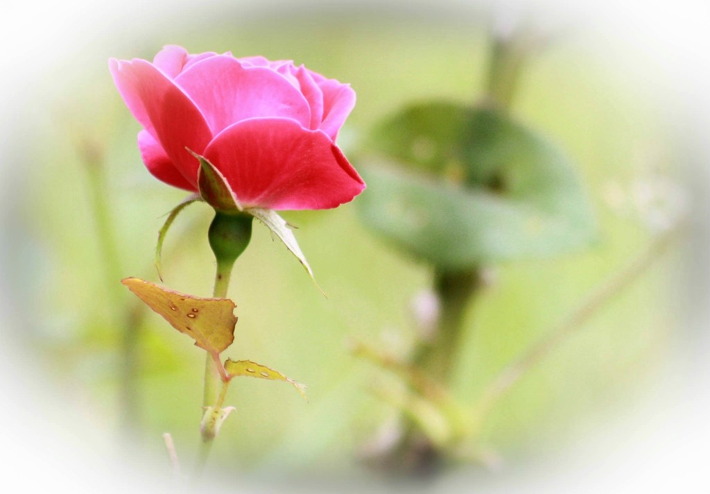 Pretty little rose by mittens