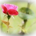 Pretty little rose by mittens