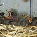 Young House Wrens on the Back Porch by rob257