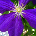 Clematis  by loweygrace
