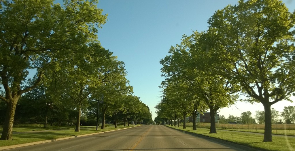 Tree Lined Street by scoobylou