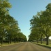 Tree Lined Street by scoobylou