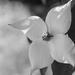 Dogwood in Black & White by sarahsthreads
