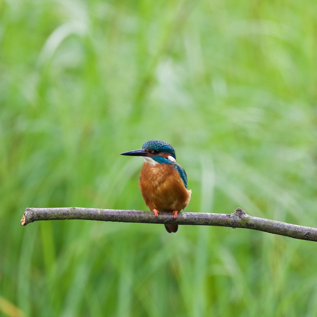 Male Kingfisher by padlock