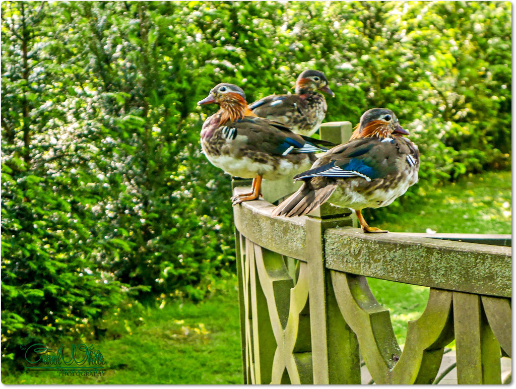 Mandarin Ducks by carolmw