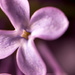 Lilac #2 by novab