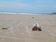 7th Jun 2016 - Razor shells on beach