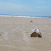 Razor shells on beach by 365anne